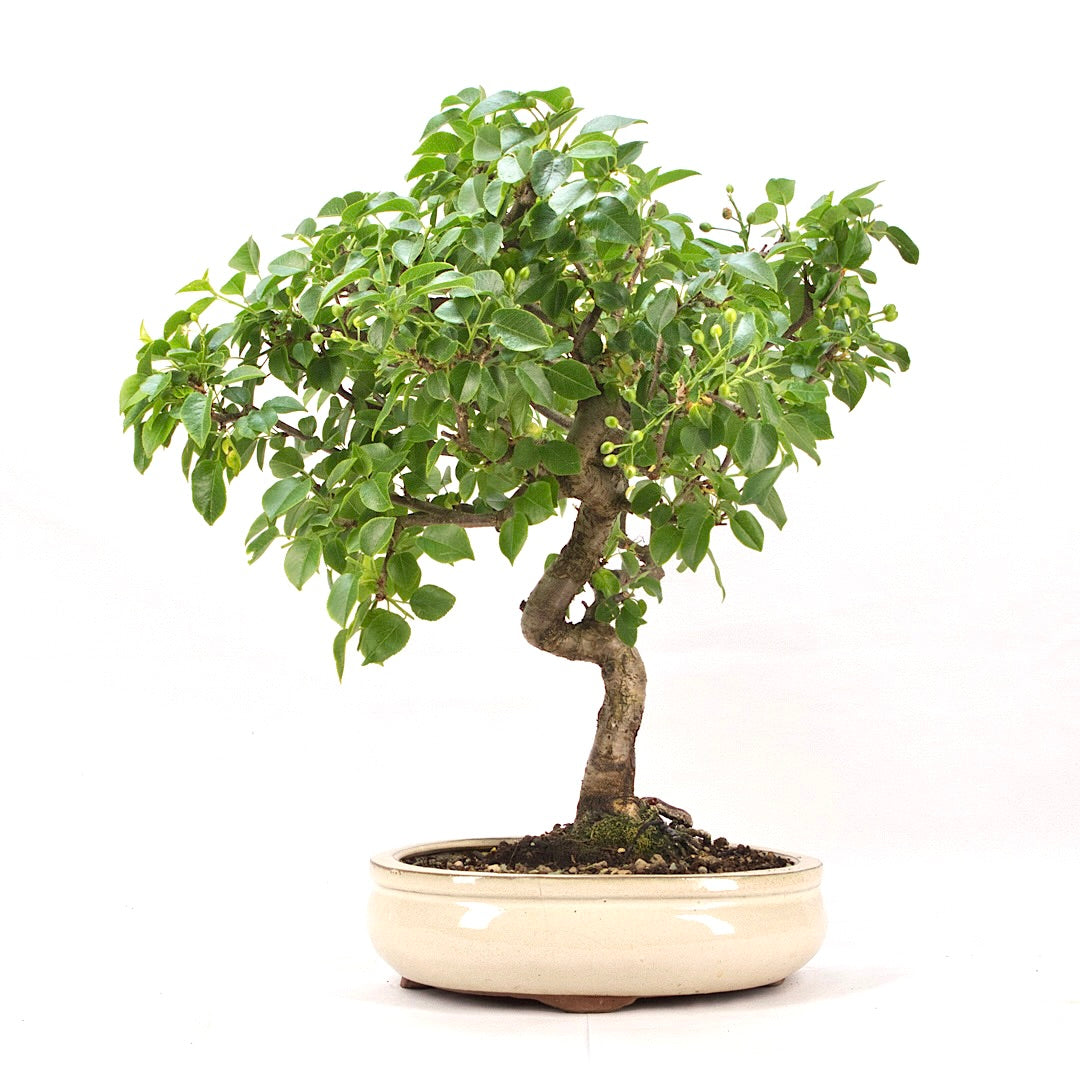 Steinweichsel 'Prunus mahaleb'